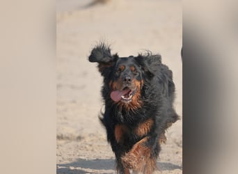 Hovawart, 5 Jahre alt, aus Krankheitsgründen abzugeben