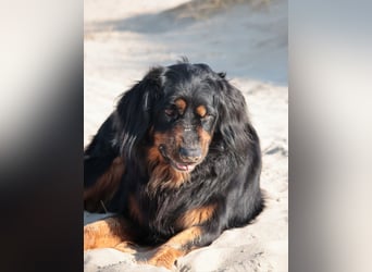 Hovawart, 5 Jahre alt, aus Krankheitsgründen abzugeben