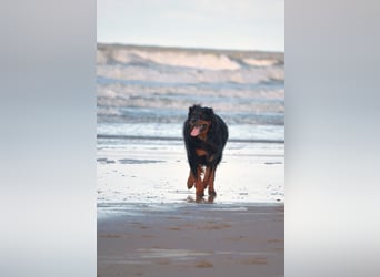 Hovawart, 5 Jahre alt, aus Krankheitsgründen abzugeben