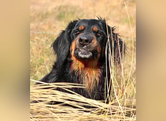 Hovawart, 5 Jahre alt, aus Krankheitsgründen abzugeben