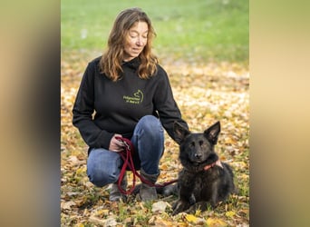 Hundebetreuung für Tierschutzhunde!