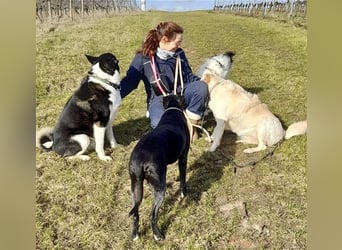 Hundstage Steigerwald