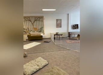 Hundstage Steigerwald