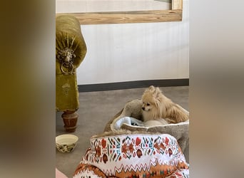 Hundstage Steigerwald