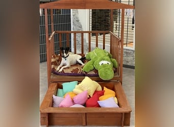 Hundstage Steigerwald