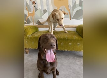 Hundstage Steigerwald