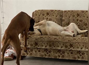 Hundstage Steigerwald