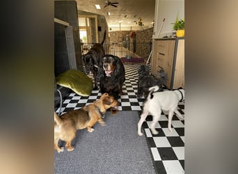 Hundstage Steigerwald