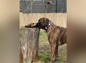 Hundstage Steigerwald