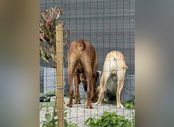 Hundstage Steigerwald