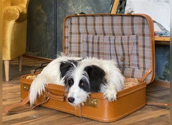 Hundstage Steigerwald