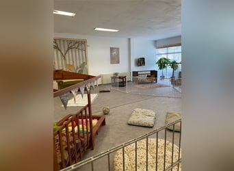 Hundstage Steigerwald