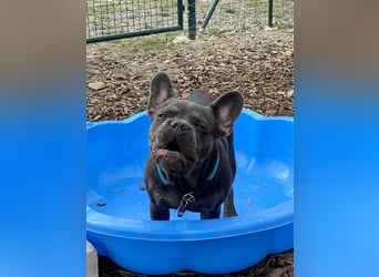 Hundstage Steigerwald