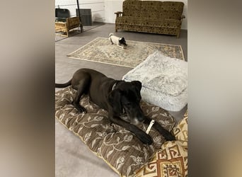 Hundstage Steigerwald