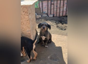 Menschenbezogene NALA braucht eine Familie!