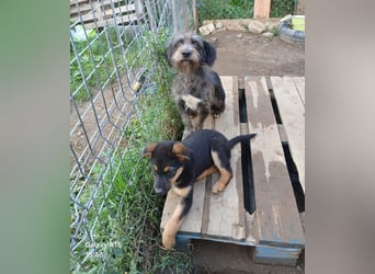 Menschenbezogene NALA braucht eine Familie!