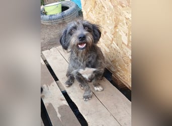 Menschenbezogene NALA braucht eine Familie!