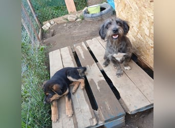 Menschenbezogene NALA braucht eine Familie!