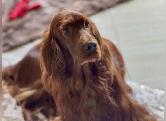 Irish Setter Welpen mit Papieren
