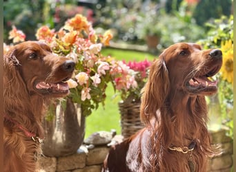Irish Setter Welpen mit Papieren