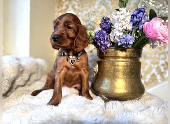 Irish Setter Welpen mit Papieren