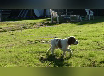 Reinrassige Irish Red and White Setter Welpen, geb. 29.07.2025