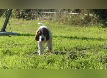 Reinrassige Irish Red and White Setter Welpen, geb. 29.07.2025