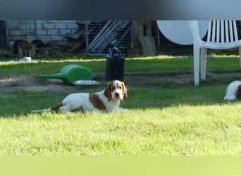 Reinrassige Irish Red and White Setter Welpen, geb. 29.07.2025