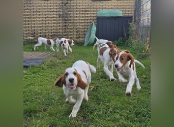 Reinrassige Irish Red and White Setter Welpen, geb. 29.07.2025