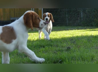 Reinrassige Irish Red and White Setter Welpen, geb. 29.07.2025