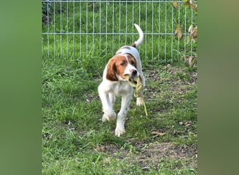 Irish Red and White Setter "Eragon", geb. 29.07.2025