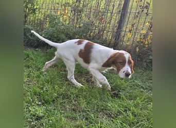Irish Red and White Setter "Erin", geb. 29.07.2025