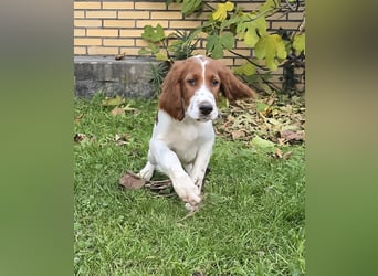 Irish Red and White Setter "Eragon", geb. 29.07.2025