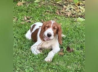 Irish Red and White Setter "Eragon", geb. 29.07.2025