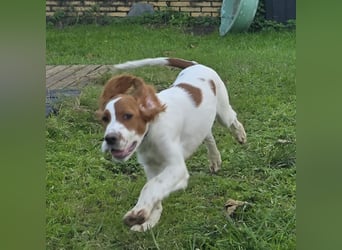 Irish Red and White Setter "Eamon", geb. 29.07.2025