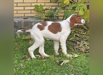 Irish Red and White Setter "Eragon", geb. 29.07.2025