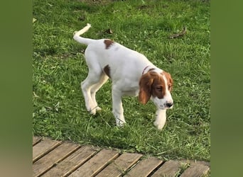 Irish Red and White Setter "Éala", geb. 29.07.2025