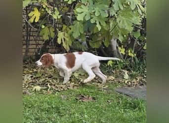 Irish Red and White Setter "Erin", geb. 29.07.2025