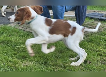 Irish Red and White Setter "Énya", geb. 29.07.2025