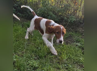 Irish Red and White Setter "Énya", geb. 29.07.2025