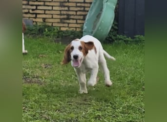 Irish Red and White Setter "Ellie", geb. 29.07.2025