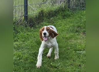 Irish Red and White Setter "Erin", geb. 29.07.2025