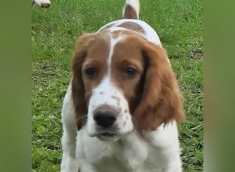 Irish Red and White Setter "Énya", geb. 29.07.2025