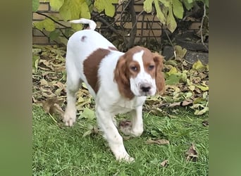 Irish Red and White Setter "Eamon", geb. 29.07.2025