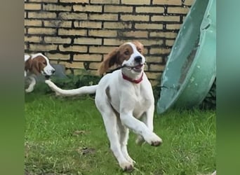 Irish Red and White Setter "Éala", geb. 29.07.2025