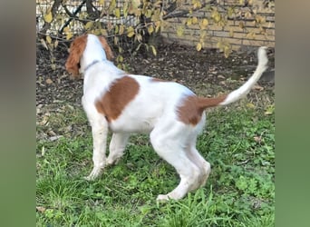 Irish Red and White Setter "Eragon", geb. 29.07.2025