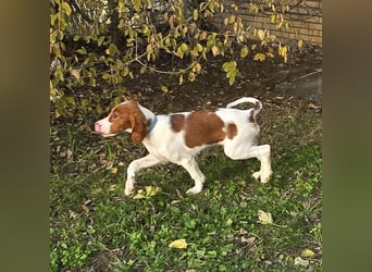 Irish Red and White Setter "Énya", geb. 29.07.2025