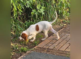 Irish Red and White Setter "Ellie", geb. 29.07.2025