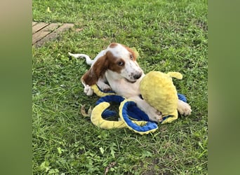 Irish Red and White Setter "Ellie", geb. 29.07.2025