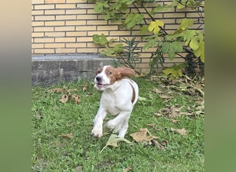Irish Red and White Setter "Erin", geb. 29.07.2025